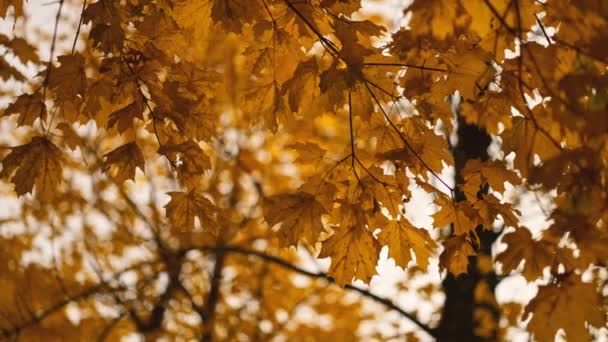 金秋的树 在阳光灿烂的森林里 秋天的心情 枫树枝条 金黄的叶子在风中摇曳 — 图库视频影像