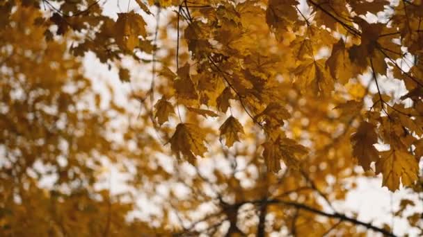 美丽的秋天风景 秋天的时候飞越森林 林子里有汽车在行驶的道路 美丽的秋天森林 茂密多彩的树木 秋天的傍晚 在一个漆黑的公园里 — 图库视频影像