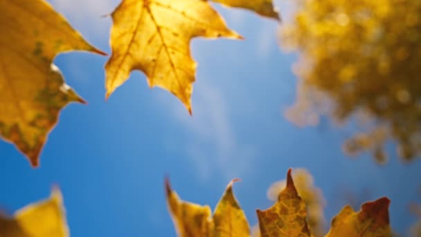 美しい秋の風景 秋の季節に森の上を飛行する ウッドランド内を移動する車両 美しい秋の森 濃いカラフルな木々 秋の夕方 暗い公園で — ストック動画