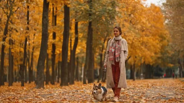 슬로우 따뜻한 화려한 단풍나무 공원에서 그녀의 귀여운 웨일스어 코르기 코트를 — 비디오