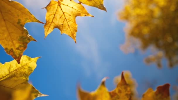 Beautiful Autumn Scenery Flight Forest Fall Season Road Moving Cars — Stock Video