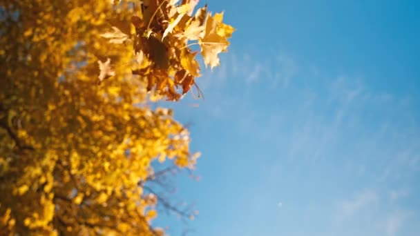 Fechar Sol Dourado Brilhando Através Folhas Secas Outono Caindo Chão — Vídeo de Stock
