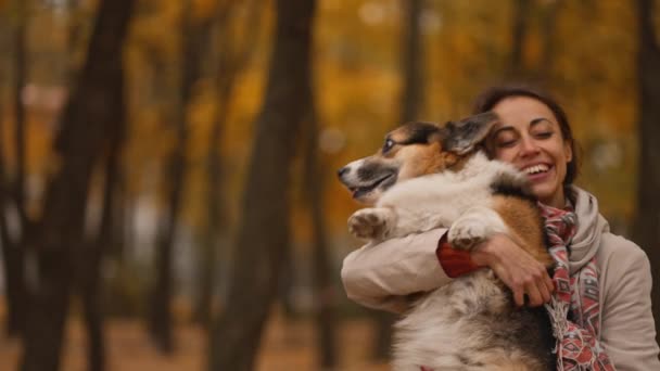 ゆっくりとした動き 暖かい日にカラフルな黄金の秋のメープルパークで彼女のかわいいウェールズのコルギの犬と屋外を歩くコートを着た愛らしい若いエレガントな女性 — ストック動画