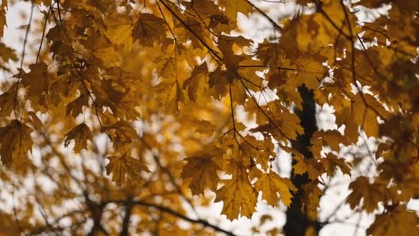美丽的秋天风景 秋天的时候飞越森林 林子里有汽车在行驶的道路 美丽的秋天森林 茂密多彩的树木 秋天的傍晚 在一个漆黑的公园里 — 图库视频影像
