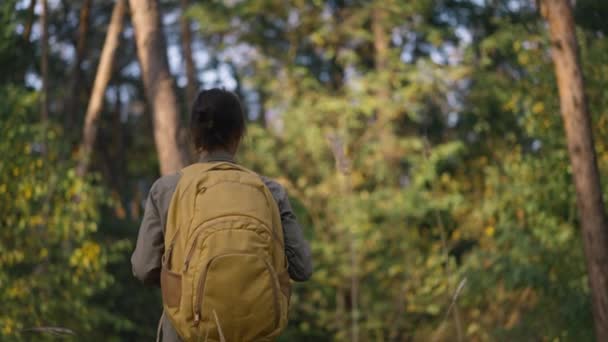 秋の森のトレイルで 黄色いバックパックの女性の スローモーション映像です バックパックの女性のハイカーは 高い草で木を通って上って行きます 選択的な焦点 ウクライナ旅行 — ストック動画