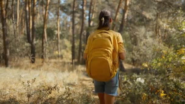 在温暖的天气里 妇女徒步行走在秋天的松树林中 摄像机紧跟着她 在阳光明媚的早晨 背着黄色背包在山湖周围的树林里徒步旅行 体验户外生活 — 图库视频影像