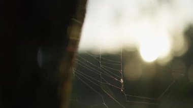 Örümceğin ağı günbatımında ağaçta, ağaçta. Güneş parlaması çerçevede. Doğa ve vahşi doğa güzelliği. Yapraklı yeşil bokeh arkaplanda dairesel örümcek ağı kürenin parlak radyallerine yaklaş