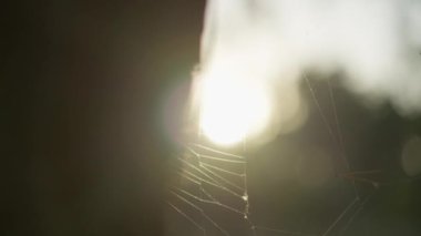 Örümceğin ağı günbatımında ağaçta, ağaçta. Güneş parlaması çerçevede. Doğa ve vahşi doğa güzelliği. Yapraklı yeşil bokeh arkaplanda dairesel örümcek ağı kürenin parlak radyallerine yaklaş