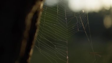 Örümceğin ağı günbatımında ağaçta, ağaçta. Güneş parlaması çerçevede. Doğa ve vahşi doğa güzelliği. Yapraklı yeşil bokeh arkaplanda dairesel örümcek ağı kürenin parlak radyallerine yaklaş