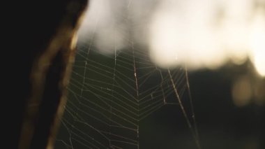 Örümceğin ağı günbatımında ağaçta, ağaçta. Güneş parlaması çerçevede. Doğa ve vahşi doğa güzelliği. Yapraklı yeşil bokeh arkaplanda dairesel örümcek ağı kürenin parlak radyallerine yaklaş
