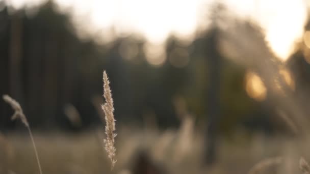 秋の森のゴールデンスパイレットと草の映画的なスローモーション 晴れた日の自然の美しさ 日光とフレアのある田舎の風景 — ストック動画