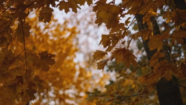 秋天枫叶在蓝天的映衬下缓缓落下 用高速摄影机拍摄 秋天的自然美景 — 图库视频影像