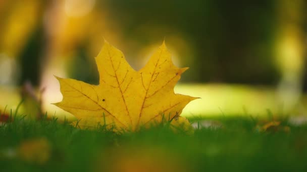 Закрытие Золотое Солнце Сияющее Сухими Осенними Листьями Падающими Лесной Покров — стоковое видео