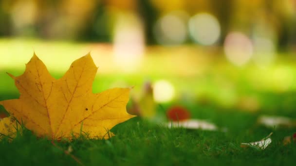 Zlaté Slunce Svítí Suchým Podzimním Listím Padajícím Lesní Půdu Krásný — Stock video
