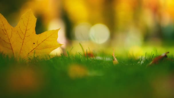 Geschlossen Goldene Sonne Scheint Durch Trockene Herbstblätter Die Auf Den — Stockvideo