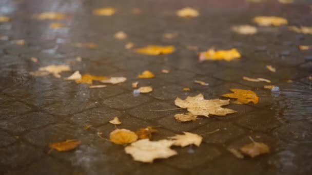 Closeup Rain Drops Falling Puddle Yellow Maple Leaves Reflection City — Stock Video