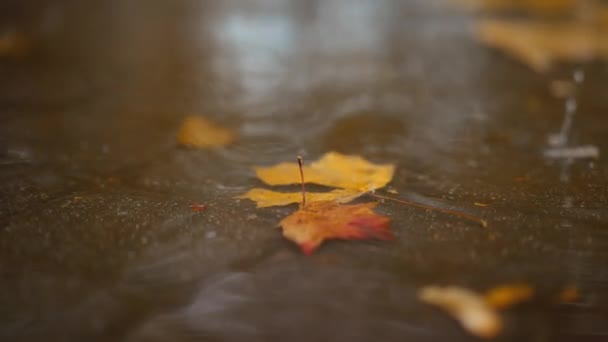 クローズアップ雨が落ちる 黄色いメープルの葉が街の歩道に反射する ストリート舗装スラブとカラフルな葉 ブラーボケ アブストラクト4Kストック映像 — ストック動画