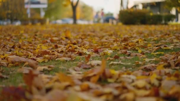 風が乾燥した落ち葉を地面に吹き飛ばし 森の背景をぼやけた — ストック動画