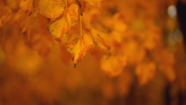 Zpomalení Pohybu Žlutých Oranžových Podzimních Listů Lese Natočeno Vysokorychlostní Kameře — Stock video