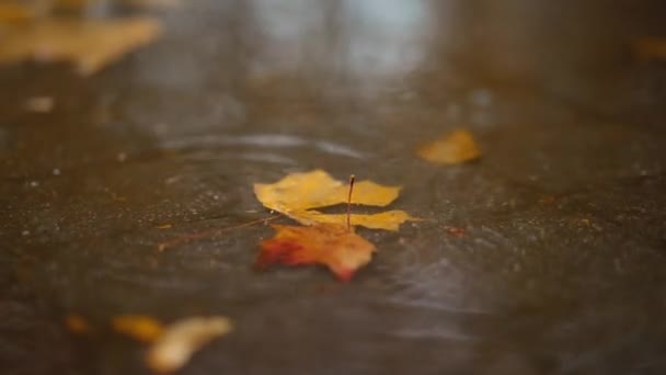 秋雨过后 湿淋淋的树叶堆积在人行道上 雨滴与街道铺路板和五彩斑斓的树叶模糊的Bokeh摘要4K库存镜头 — 图库视频影像