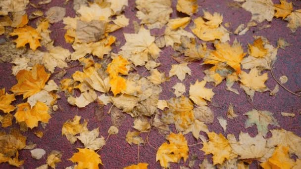 秋の雨の後 歩道に濡れた葉が積み重ねられました ストリート舗装スラブとカラフルな葉 ブラーボケ アブストラクト4Kストック映像 — ストック動画