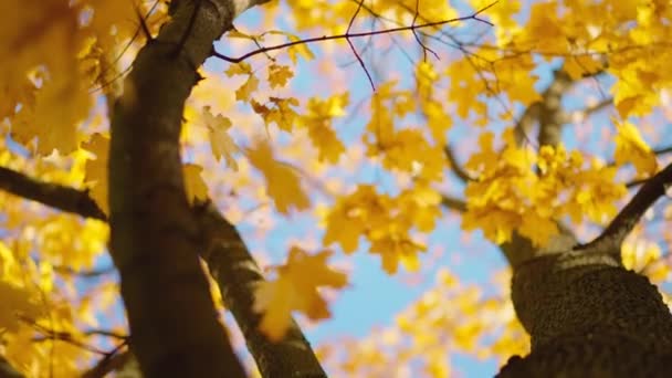在风中飘扬的五彩缤纷的枫叶的映衬下 景致尽收眼底 枫树和阳光下明亮的叶子 自然概念 — 图库视频影像