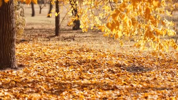 秋天落下来的超慢的金黄枫叶 用高速摄影机拍摄 有黄色叶子的公园 阳光充足 — 图库视频影像