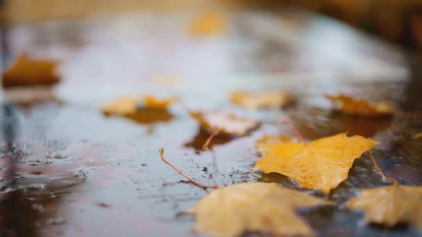 Wet Fallen Leaves Piled Sidewalk Autumn Rain Rain Drops Street — Stock Video