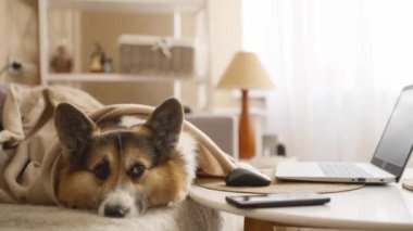 Corgi köpek portresi. Küçük altın köpek kanepede uzanıyor, oturma odasında dinleniyor. Evde mutlu bir evcil hayvan. Pembroke galsh corgi yakın plan, poz veya sahibini bekliyor.