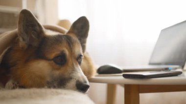 Corgi köpek portresi. Küçük altın köpek kanepede uzanıyor, oturma odasında dinleniyor. Evde mutlu bir evcil hayvan. Pembroke galsh corgi yakın plan, poz veya sahibini bekliyor.