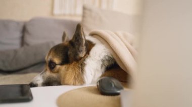 Kanepeye uzanmış sıcak battaniyeye uzanmış komik, uykucu Corgi köpeği. Evde dizüstü bilgisayara ve akıllı telefona yakın güzel bir köpek yavrusu var. Pembroke Welsh Corgi yakın plan, sahibini bekliyor.