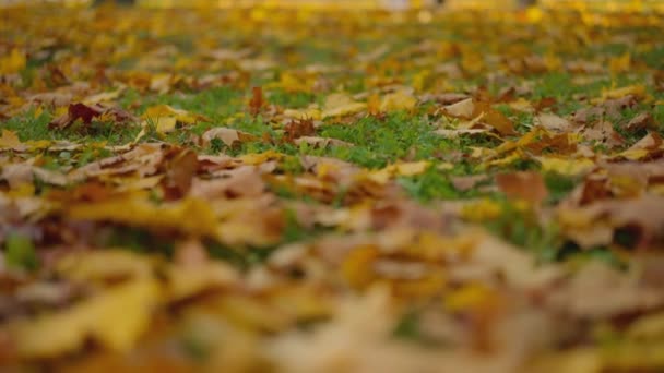 风吹干落叶在地上 模糊了森林的背景 — 图库视频影像