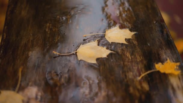秋雨过后 湿淋淋的树叶堆积在人行道上 雨滴与街道铺路板和五彩斑斓的树叶模糊的Bokeh摘要4K库存镜头 — 图库视频影像