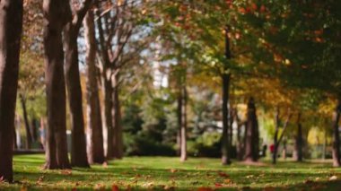 Sonbahar sezonu sahnesi. Sonbahar akçaağaç yaprakları yavaş çekimde düşüyor ve güneş sonbahar yaprakları arasında parlıyor. Şehir parkının güzel manzarası