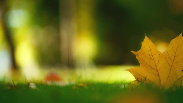 春の秋のシーン 晴れた風の強い秋の日に市立公園の緑の草に落ちる乾燥した秋の葉 豪華な光を受け入れる美しい自然をモチーフにしています 森に落下する葉 — ストック動画