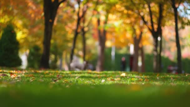 Rozmazaná Podzimní Scéna Zelená Tráva Městském Parku Slunečného Podzimního Dne — Stock video