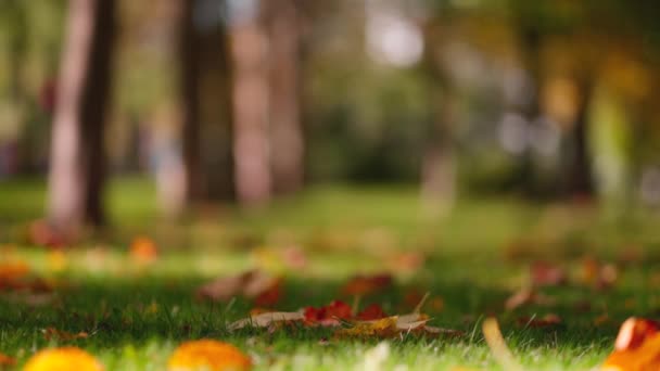 Zamknij Scena Jesienna Suche Jesienne Liście Spadające Zieloną Trawę Parku — Wideo stockowe