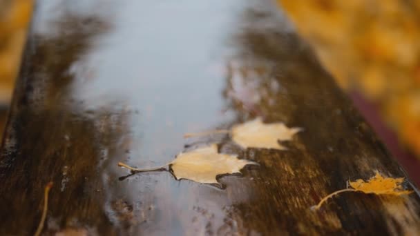Folhas Molhadas Caídas Empilhadas Banco Madeira Após Chuva Outono Parque — Vídeo de Stock
