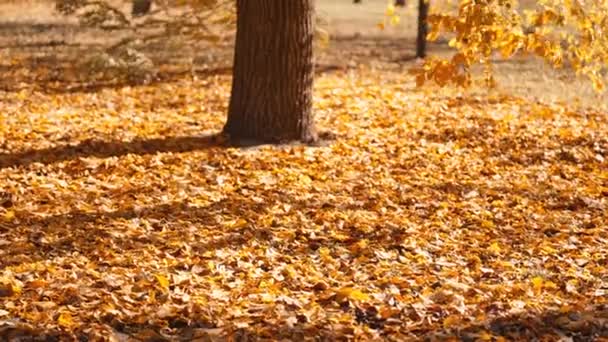 秋天的树叶五彩缤纷 美丽的树 秋天的森林里有黄叶 金黄的树叶缓缓落下 金秋树在公园里 树叶飘落 慢动作 — 图库视频影像