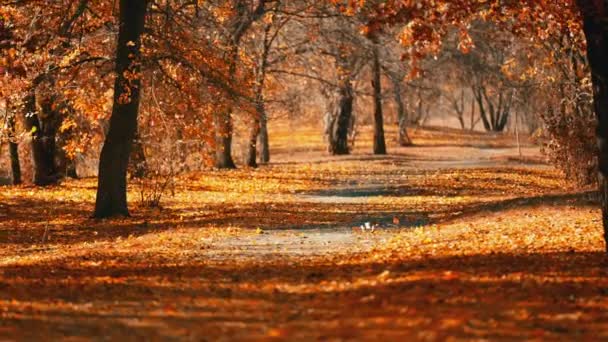 高速映画カメラで撮影された秋の黄金の葉の落下のゆっくりとした動き 日当たりの良い風の日には黄色い葉を持つ公園 秋の季節の美しさ 素晴らしい自然の秋のシーン — ストック動画