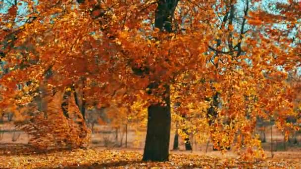 Renkli Sonbahar Yaprakları Sonbahar Ormanında Sarı Yapraklı Güzel Bir Ağaç — Stok video