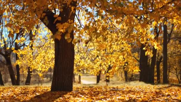 Barevné Podzimní Listí Krásný Strom Žlutými Listy Podzimním Lese Zlaté — Stock video