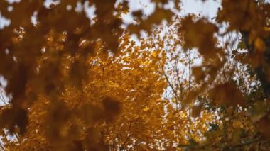 Golden Autumn, güneşli bir parkta sonbahar ağacı. Sonbahar havası - rüzgarda sallanan altın yapraklı akçaağaç dalı.