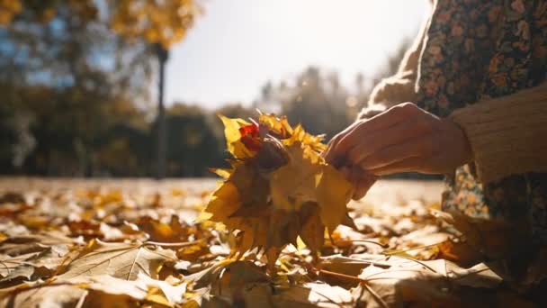 広い角度は乾燥した黄色いメープルの葉の花束が付いている女性の手を閉めます 秋の晴れた公園で一人で歩く美しい女性 葉の花束 4K映像 — ストック動画