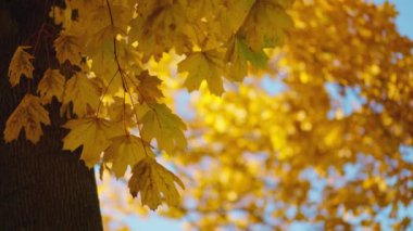 Golden Autumn, güneşli bir parkta sonbahar ağacı. Sonbahar havası - rüzgarda sallanan altın yapraklı akçaağaç dalı.