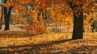 Golden Autumn, güneşli bir parkta sonbahar ağacı. Sonbahar havası - rüzgarda sallanan altın yapraklı akçaağaç dalı.