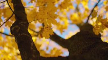 Rüzgarın estiği renkli akçaağaç yaprağının yakın çekimi. Akçaağaç ve güneşin parlak yaprakları. Doğa konsepti.