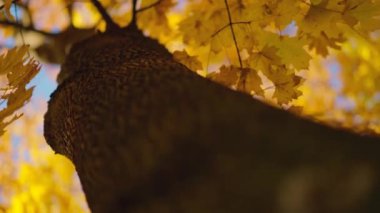 Golden Autumn, güneşli bir parkta sonbahar ağacı. Sonbahar havası - rüzgarda sallanan altın yapraklı akçaağaç dalı.