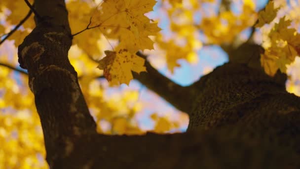 Χρυσό Φθινόπωρο Φθινόπωρο Δέντρο Ένα Ηλιόλουστο Πάρκο Φθινοπωρινή Διάθεση Κλαδί — Αρχείο Βίντεο