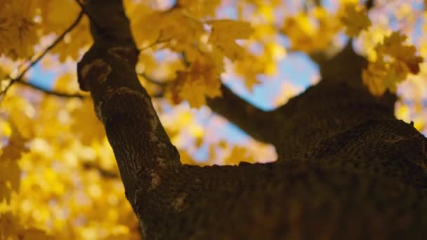 Golden Autumn Höstträd Solig Park Höst Humör Gren Lönn Med — Stockvideo